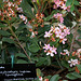 Raphiolepis indica springtime