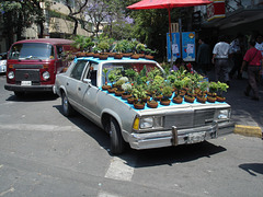 Auto bonsaï / Bonsai car