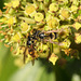 Wasps on ivy blossom