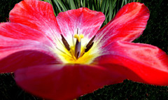 Quand le soleil rit, les tulipes aussi !