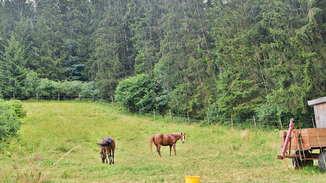Pferde auf der Wiese.