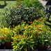 Chili plants for sale