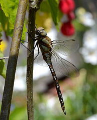 Dragonfly....Common Hawker (Aeshna juncea) female.