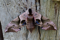 Eyed Hawk Moth (Smerinthus ocellata)