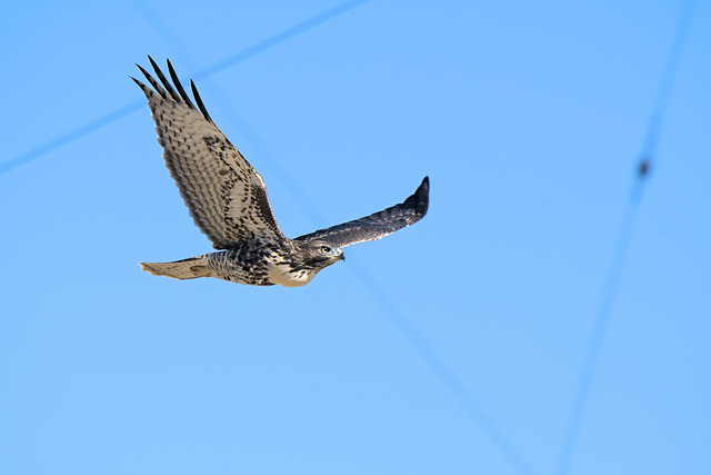 Young hawk avoiding guy wires