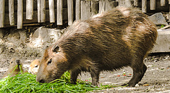 20210709 1669CPw [D~OS] Wasserschwein (Hydrochaerus hydrochaeris), [Capybara], Zoo Osnabrück