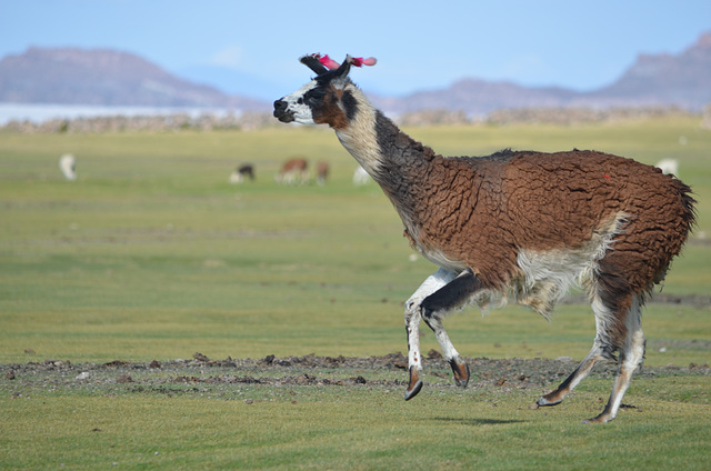 Bolivia, The North Coast of Salar de Uyuni, Alpaca in Jump
