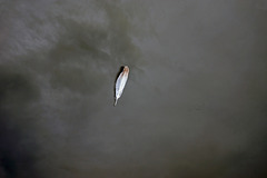 A Single Feather Drifting On A Sea Of Storm Clouds