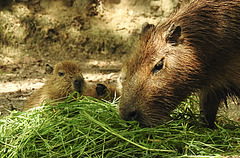 20210709 1670CPw [D~OS] Wasserschwein (Hydrochaerus hydrochaeris), [Capybara], Zoo Osnabrück