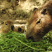 20210709 1670CPw [D~OS] Wasserschwein (Hydrochaerus hydrochaeris), [Capybara], Zoo Osnabrück