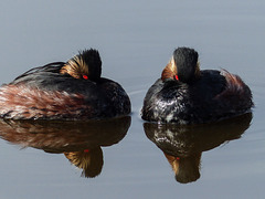 Grebes with the red "button" eyes