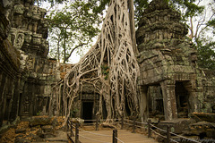 Cambodia Ta Prohm