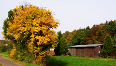 DE - Weilerswist - Autumn colors