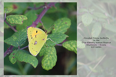 Clouded Yellow butterfly OENR 15 9 2021