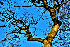 Blue sky, Brown branches