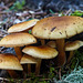 Fungi family