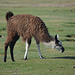 Bolivia, Salar de Uyuni, Alpaca on the Pasture on the North Coast