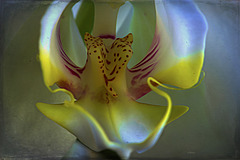 Deep Inside Orchid