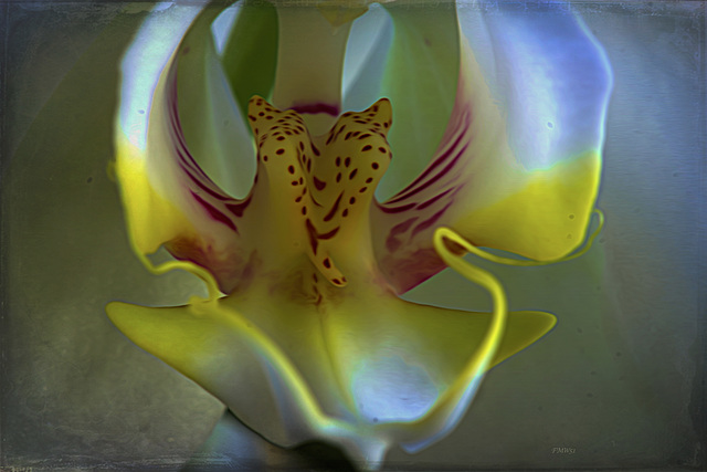 Deep Inside Orchid