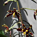 Phalaenopsis mannii Black (1)