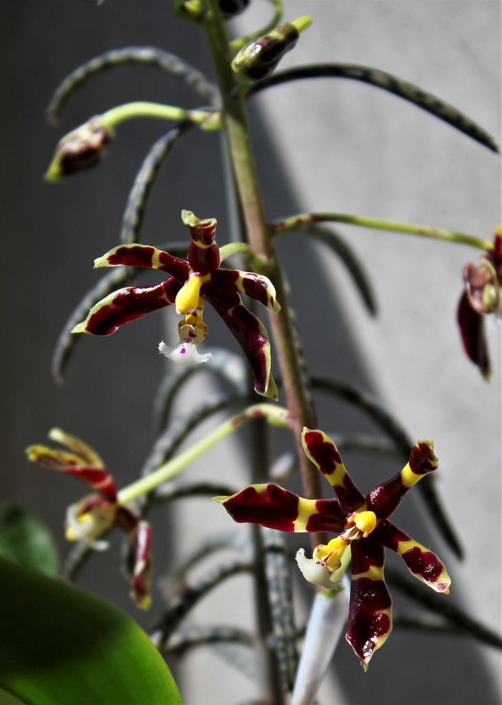 Phalaenopsis mannii Black (1)