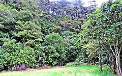Bush At Lake Waipapa.