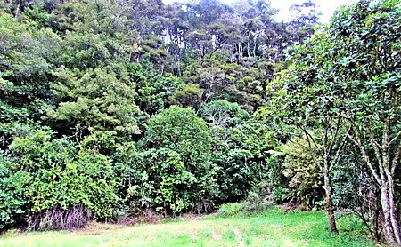 Bush At Lake Waipapa.