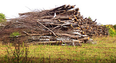 DE - Weilerswist - Enough wood for a long winter