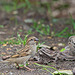 Female Sparrow (Male in PiP)