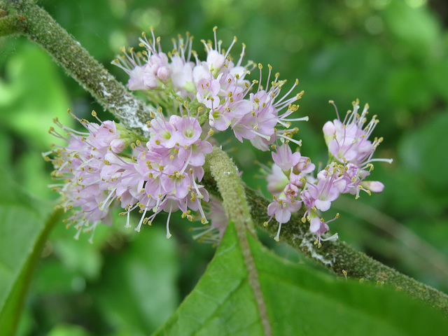 Callicarpa americana