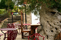HFF ~ Old Olive Tree