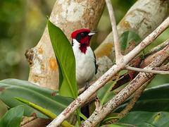 Masked Cardinal at the edge of Caroni Swamp