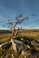 Dartmoor -  20150413