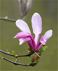 Mulan Magnolia