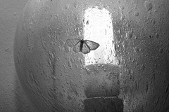 the moth & the light