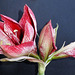 Amaryllisblüte 2. ©UdoSm