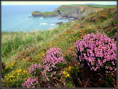 Heather and gorse