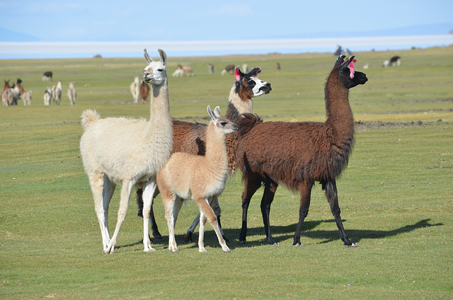 Bolivia, Salar de Uyuni, Alpacas on the Pasture on the North Coast