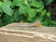 Day 7, Brown Anole (?) extending dewlap, southern Texas