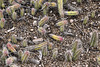 Day-Glo Pickle Prickles – Desert Botanical Garden, Papago Park, Phoenix, Arizona