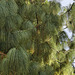 Apulca Pine, #1 – San Francisco Botanical Garden, Golden Gate Park, San Francisco, California