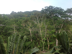71 Jungle at your doorstep Gamboa