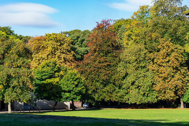 Early Autumn trees Manor Park
