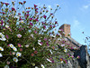 Wild flowers and chimney