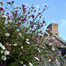 Wild flowers and chimney