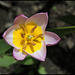 Tulipa bakeri Lilac Wonder (2)
