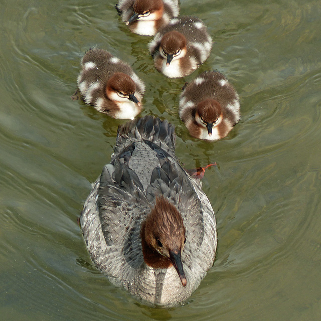 Common Merganser family