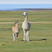 Bolivia, Salar de Uyuni, The Couple of Alpacas on the Pasture on the North Coast