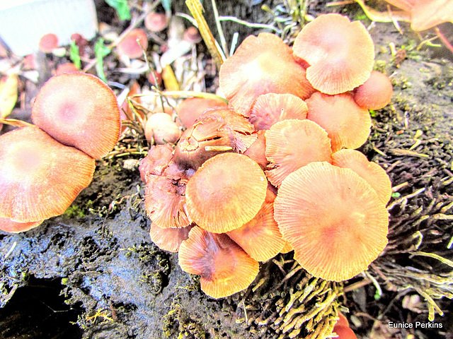 Fungi in Our Garden