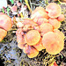 Fungi in Our Garden